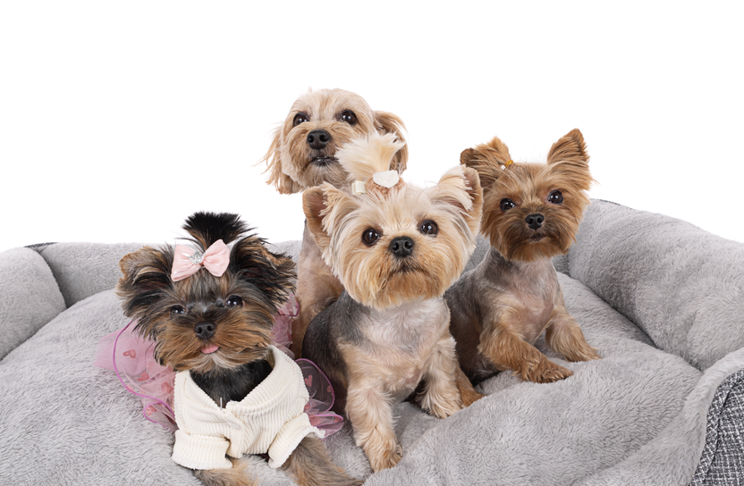 Three Little Yorkies